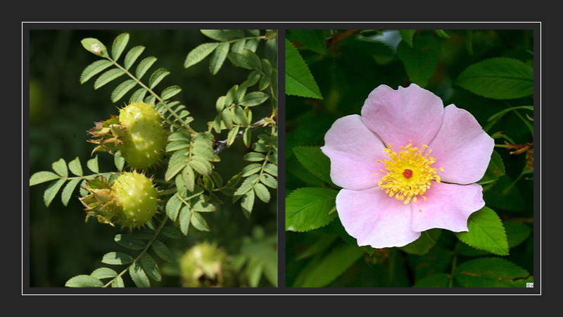 Sweet Chestnut Rose