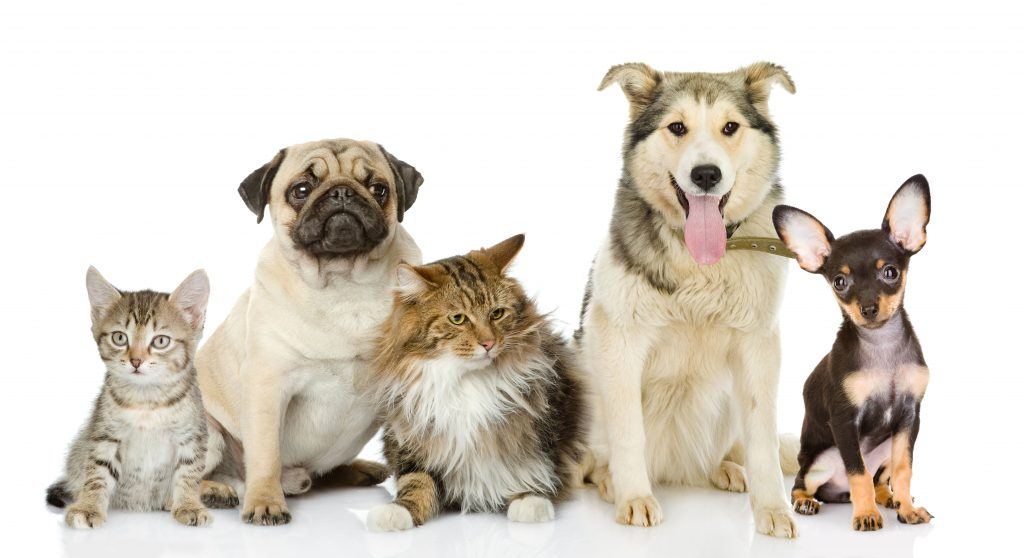 All Things PETS & THEIR NEEDS with a few dogs and cats