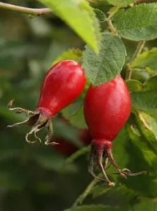 Rosehip