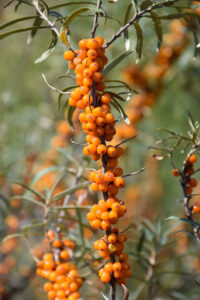 Beautiful Skincare with Beef Tallow with Sea Buckthorn