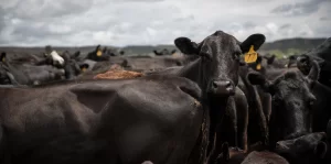 Beautiful Skincare with Beef Tallow from beef liver