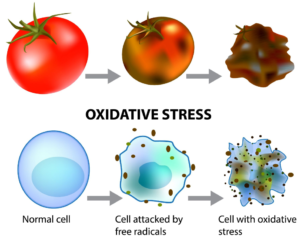 Health Benefits of 'Grapes Galore' and effects of Oxidative Stress